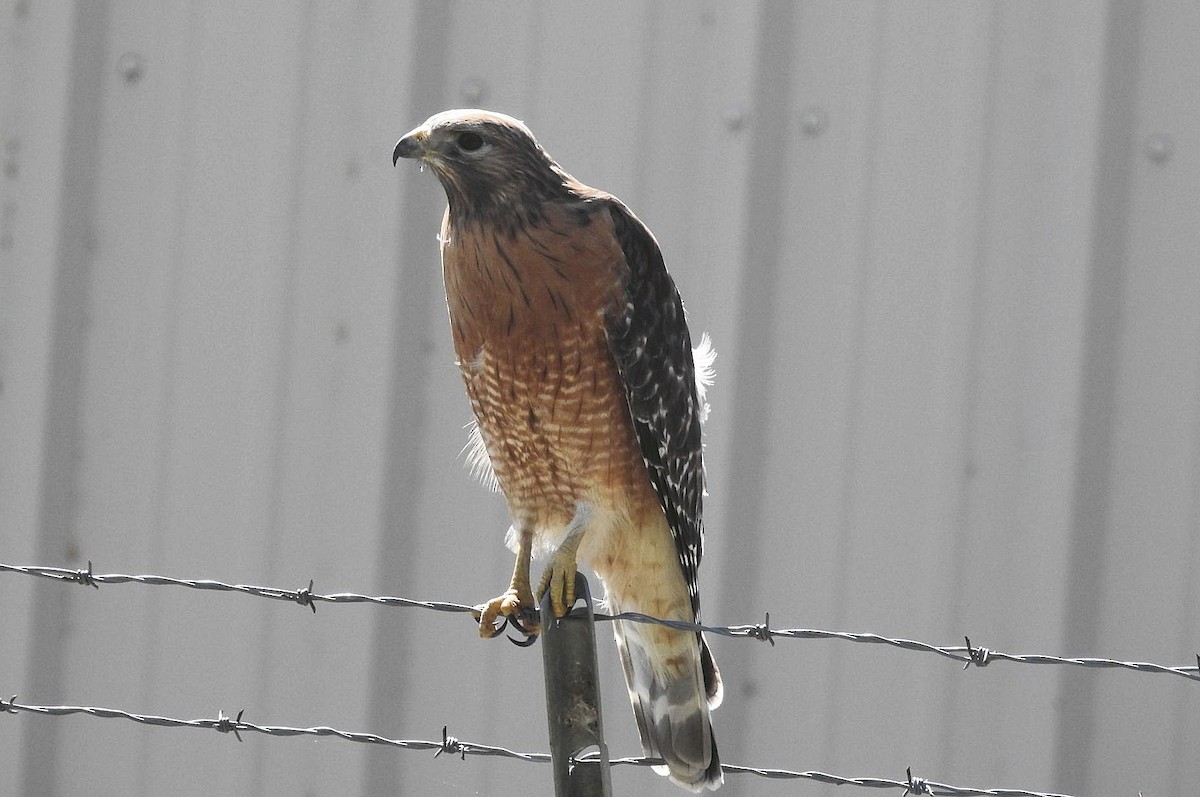 Red-shouldered Hawk - ML314131861