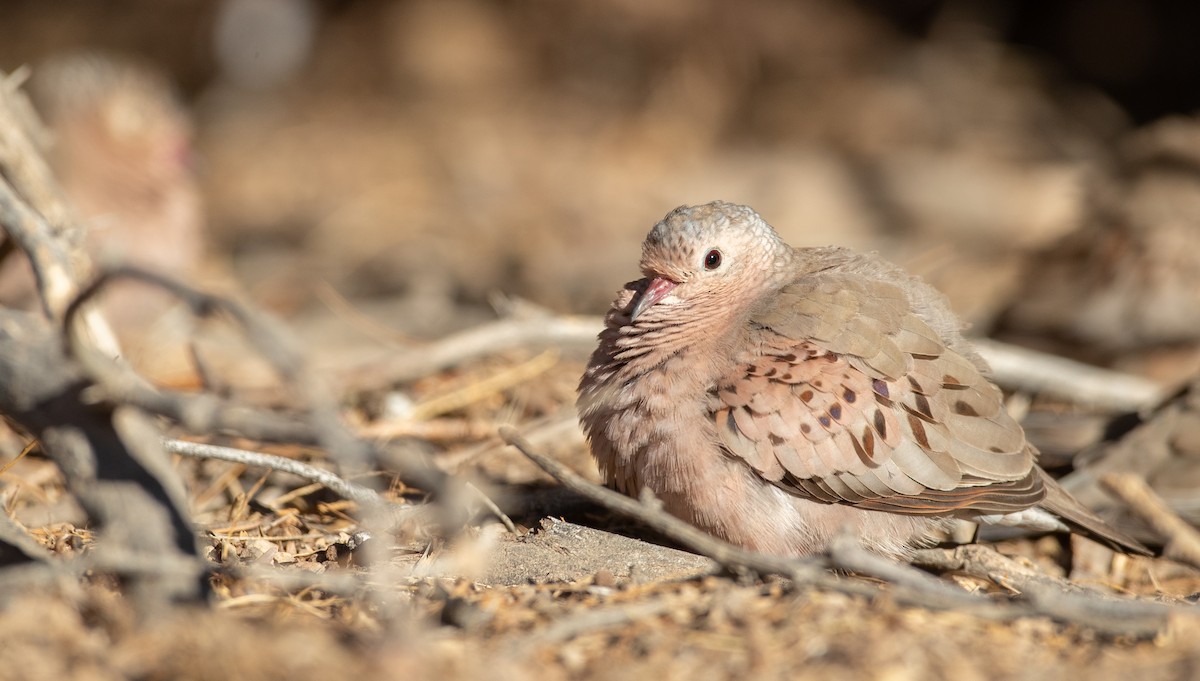 Common Ground Dove - Ian Davies