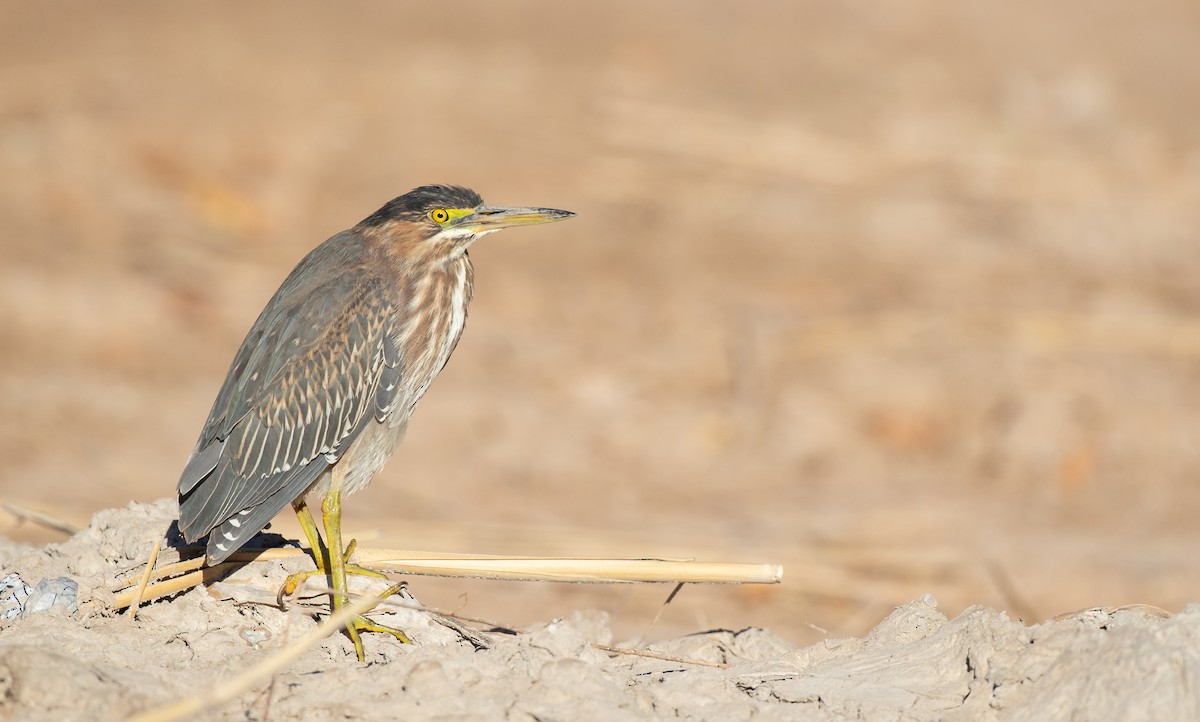 Green Heron - ML314132521