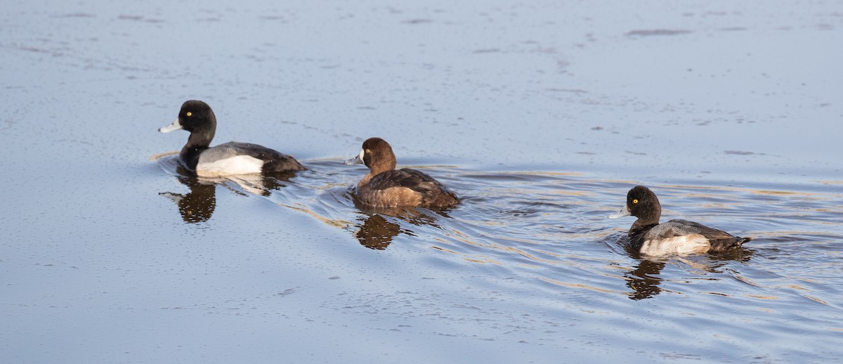 Greater Scaup - Ian Davies