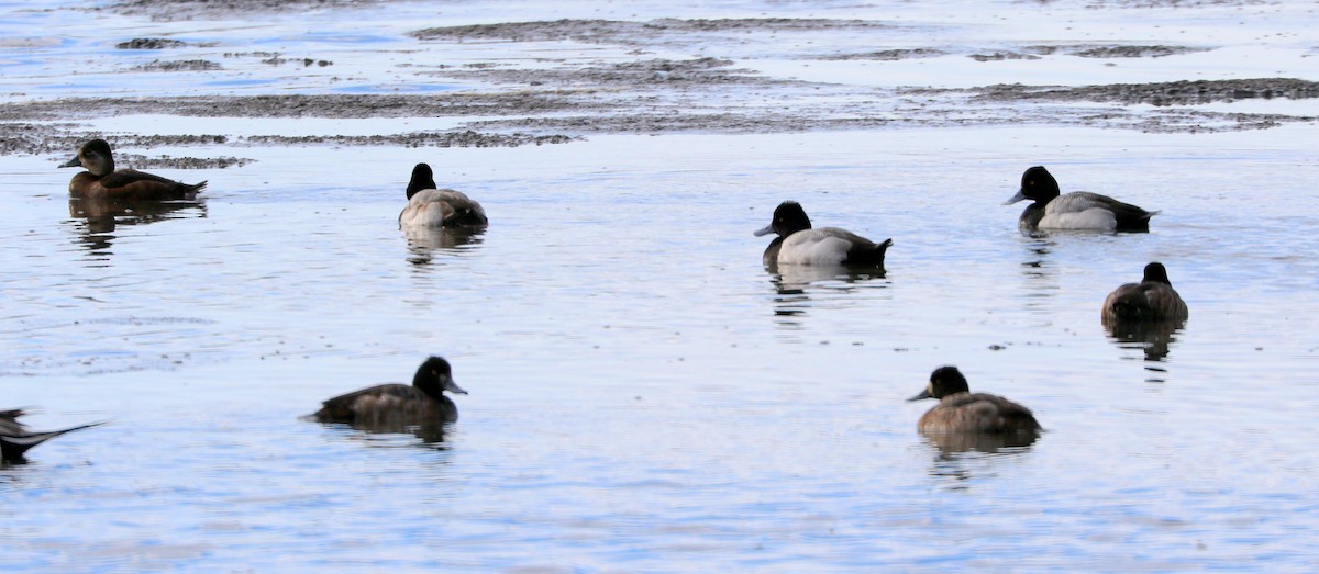 Lesser Scaup - ML314133541