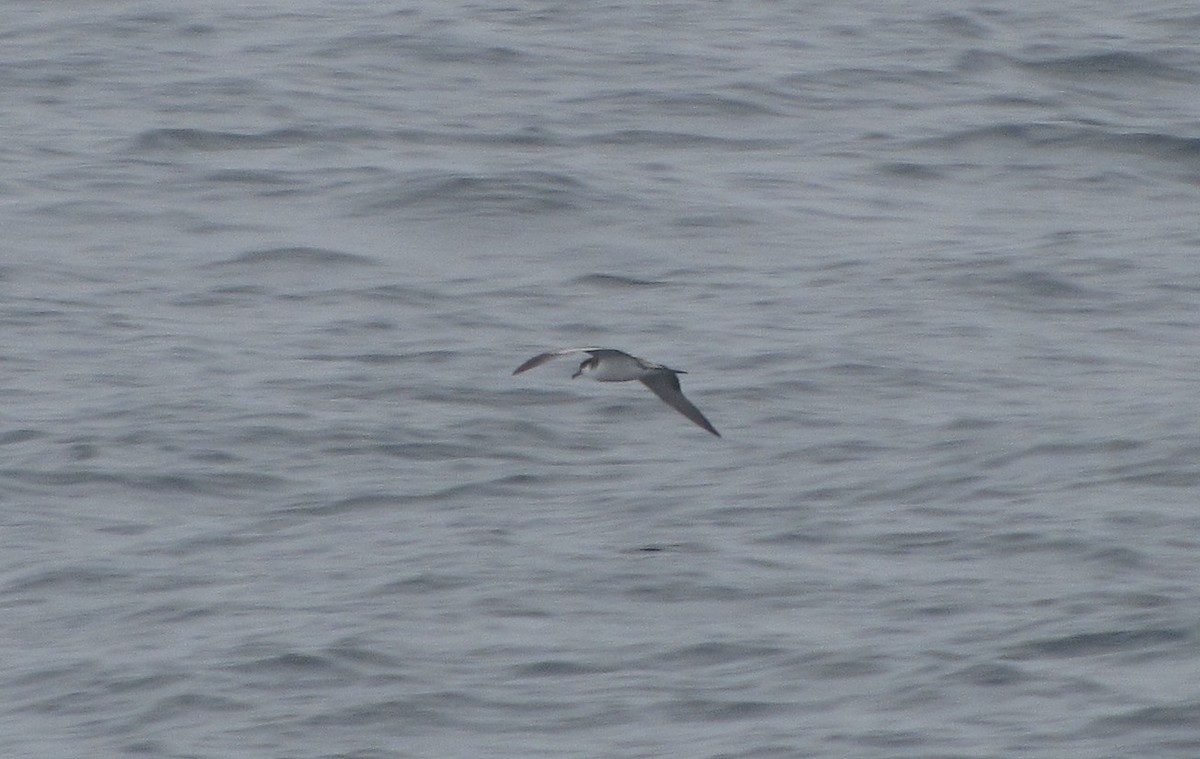 Buller's Shearwater - ML314134181