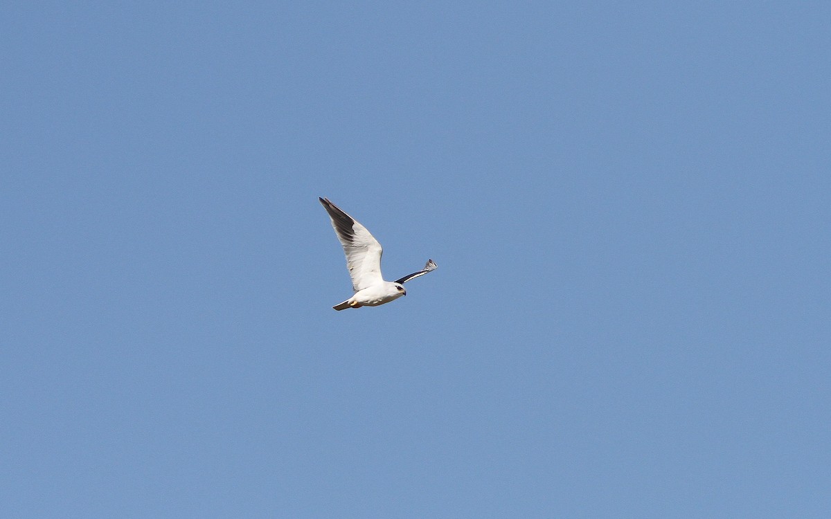 Black-winged Kite - Uku Paal