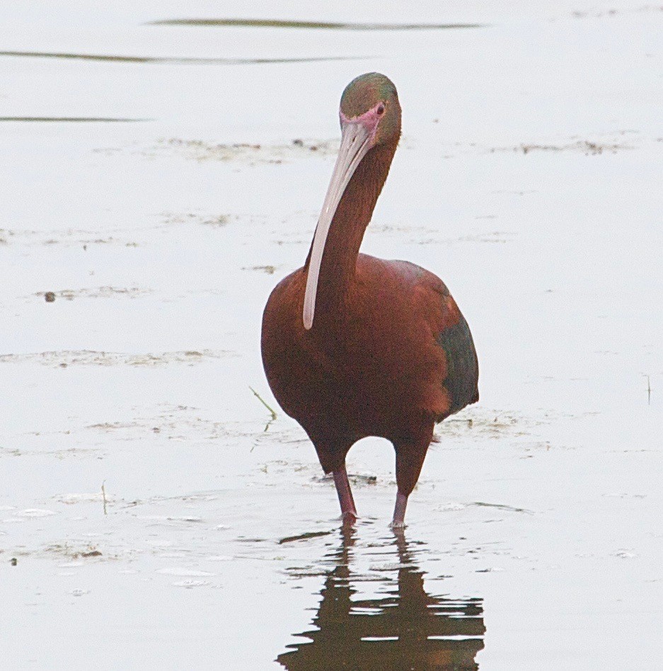 White-faced Ibis - ML31413681