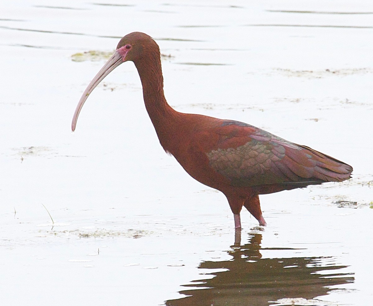 White-faced Ibis - ML31413691