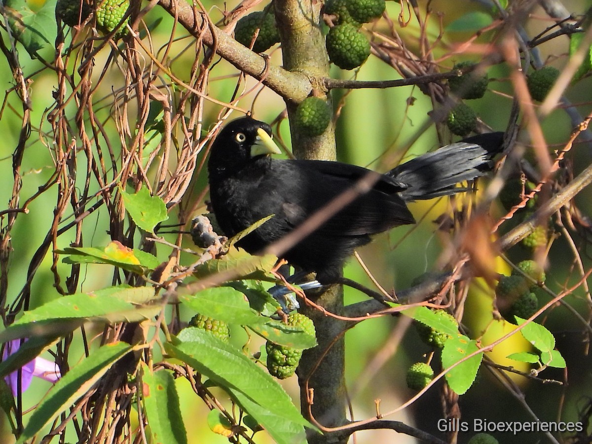 Yellow-billed Cacique - ML314137321