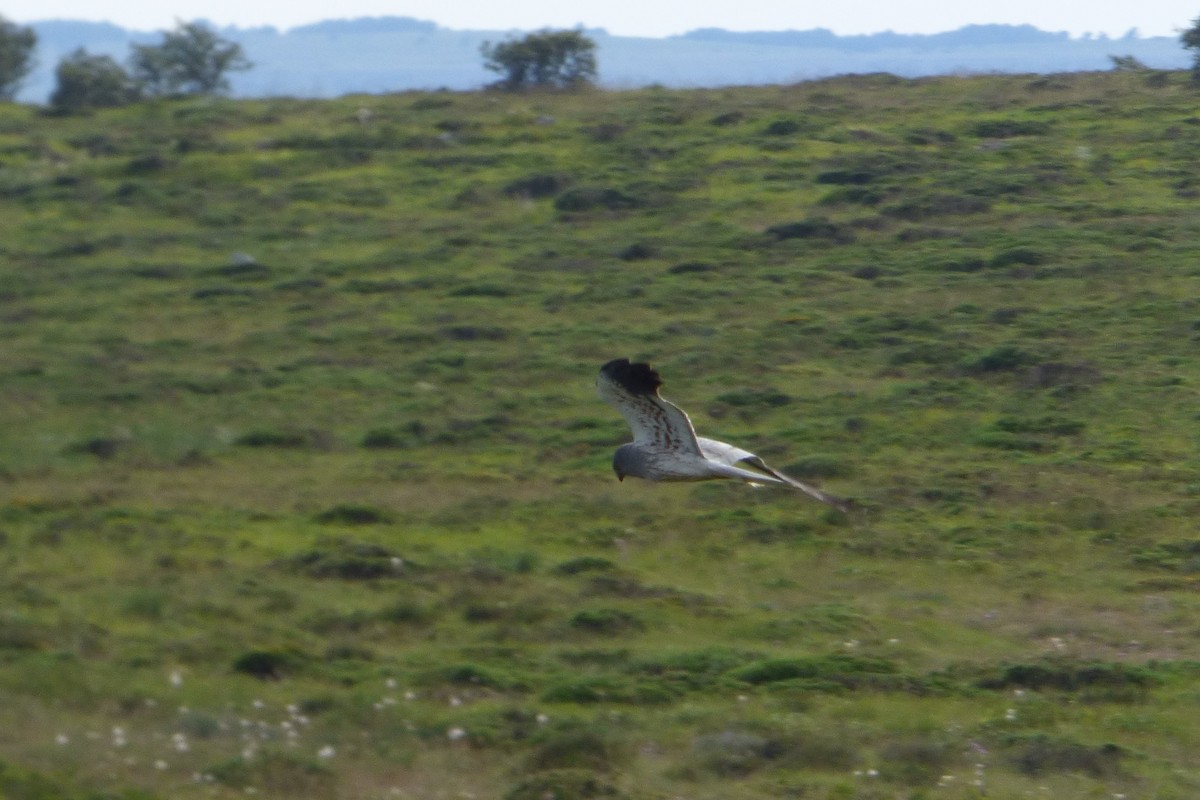 Montagu's Harrier - ML314138181
