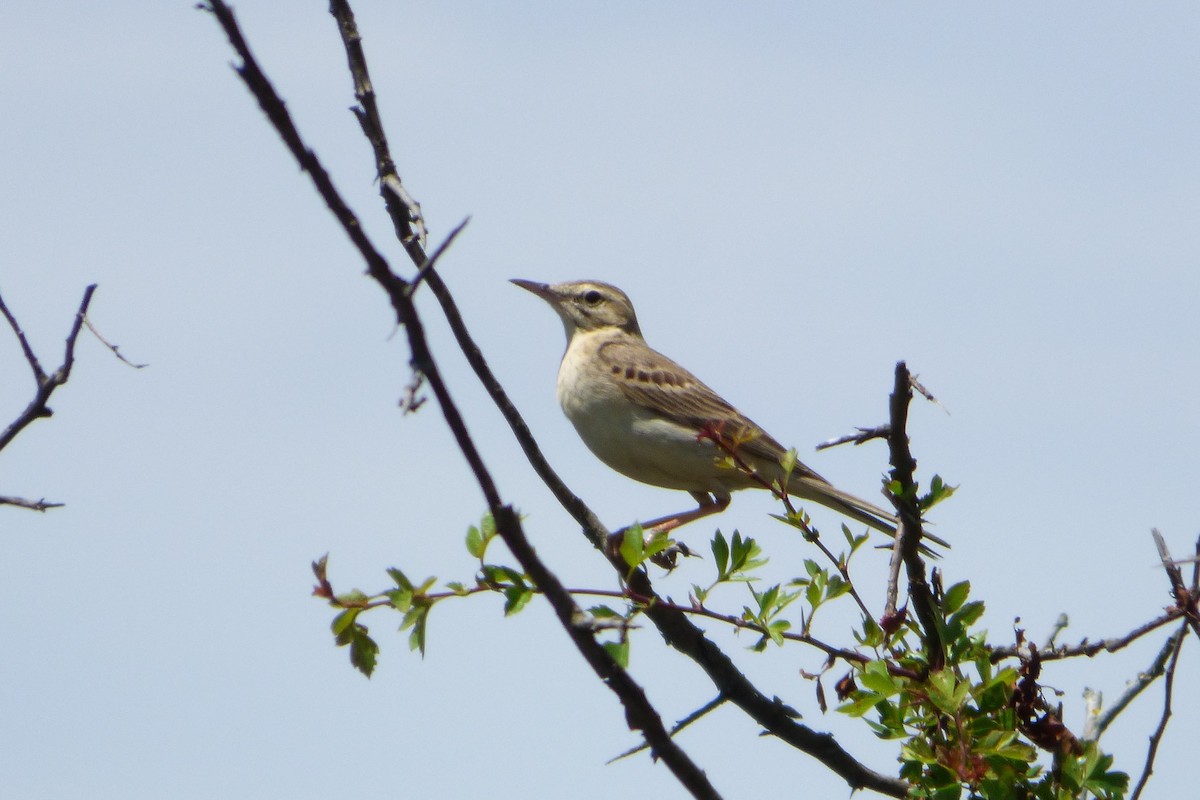 Tawny Pipit - ML314138241