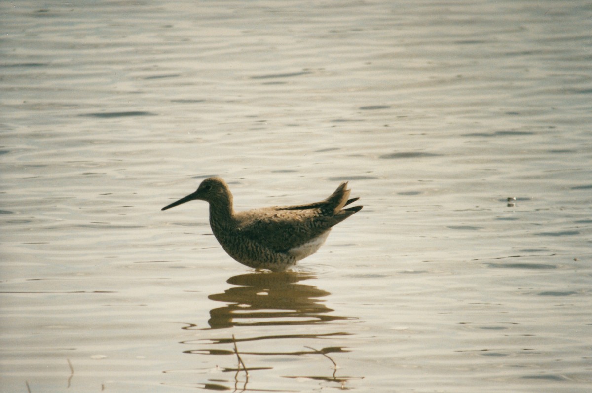 Willet - Claudette Cormier