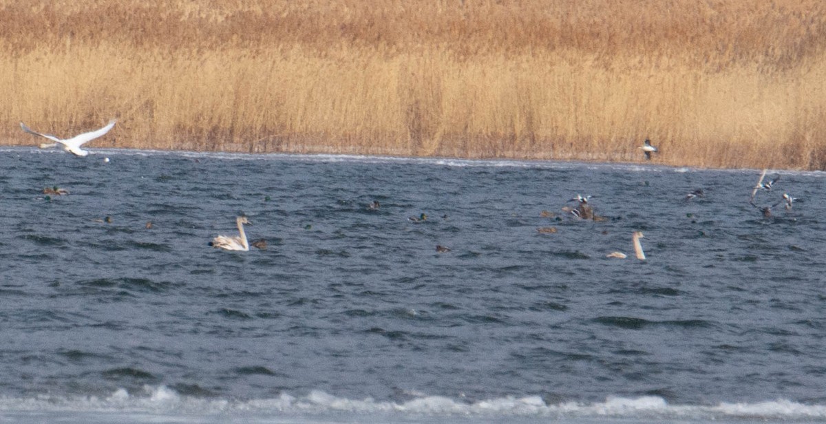 Smew - ML314139751