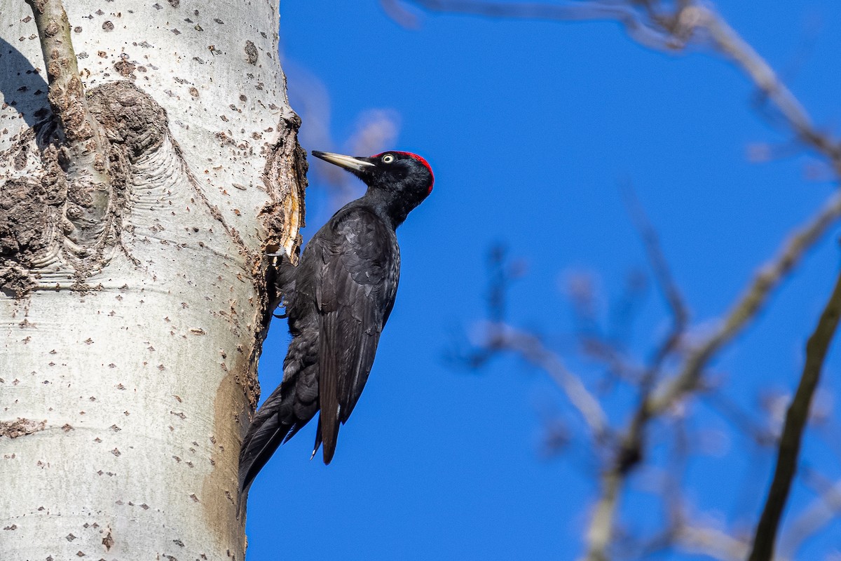 Black Woodpecker - ML314139781