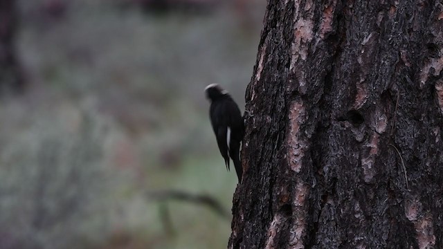 White-headed Woodpecker - ML314139841