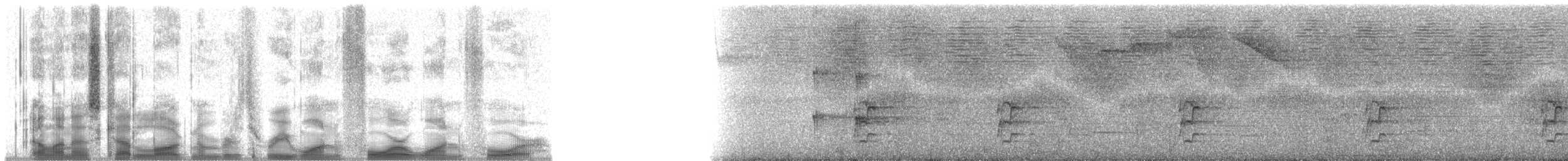 Green Hermit - ML31414