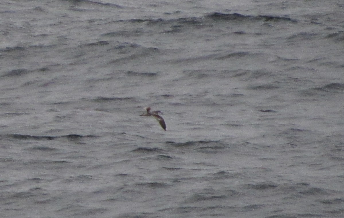 Buller's Shearwater - ML314140321