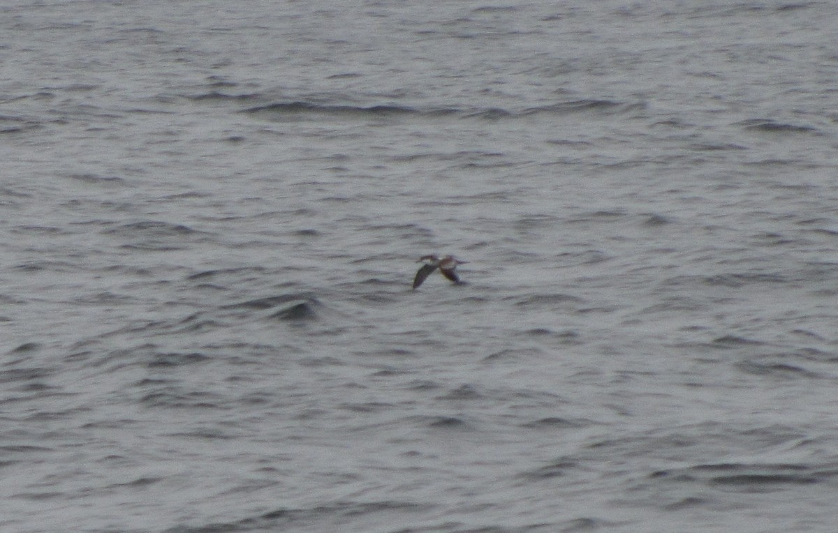 Buller's Shearwater - ML314140341