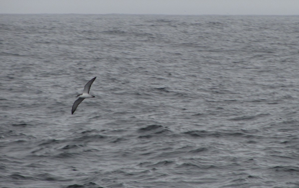 Buller's Shearwater - ML314140451