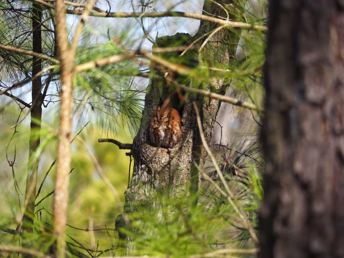 Eastern Screech-Owl - ML314142551