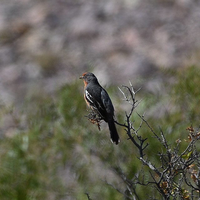 White-tipped Plantcutter - ML314142661