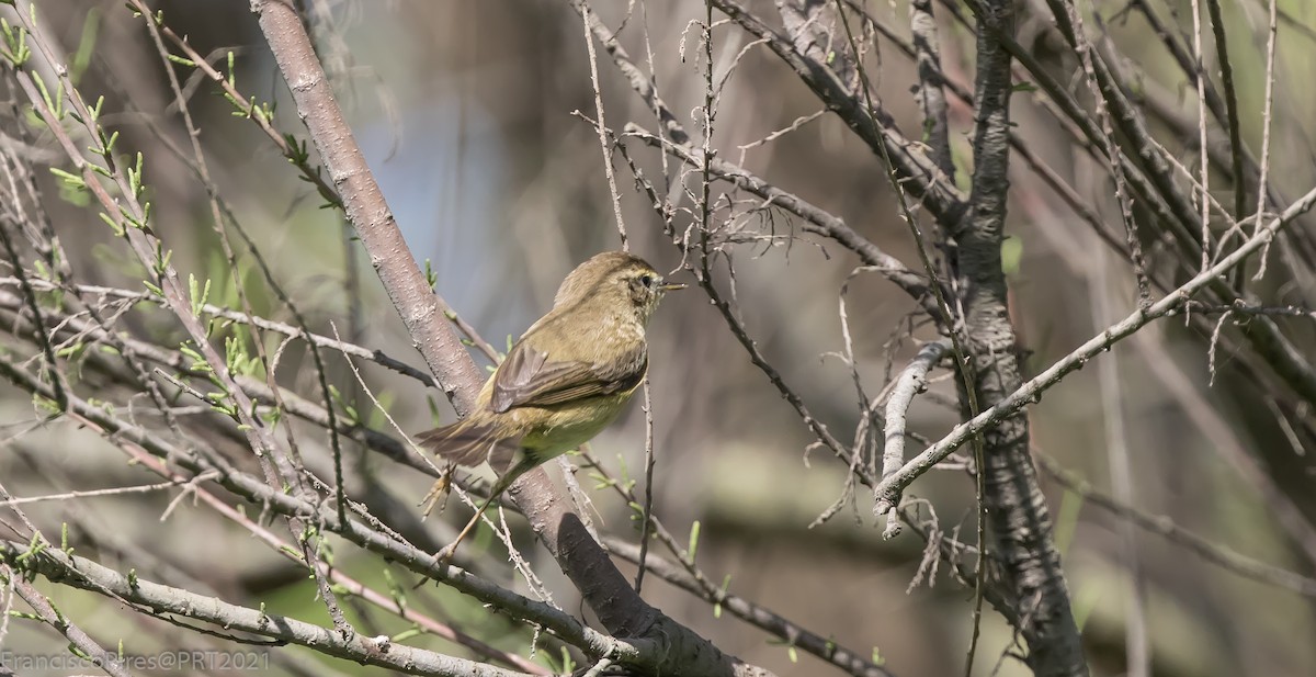 Common Chiffchaff - Francisco Pires
