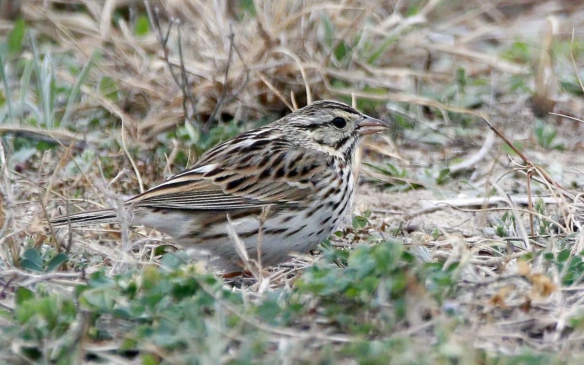 Savannah Sparrow - Stephen Cook