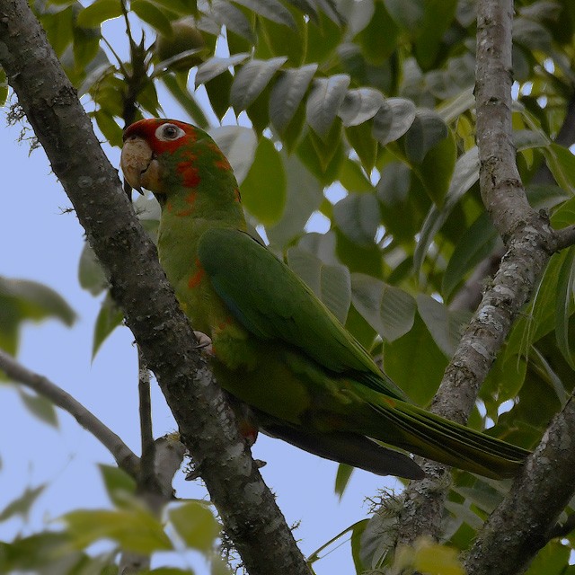 Mitred Parakeet - ML314145301