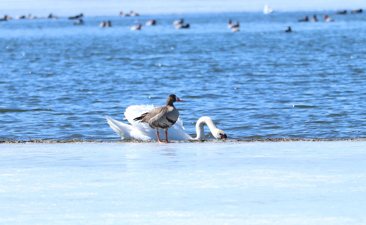 Greater White-fronted Goose - ML314146471