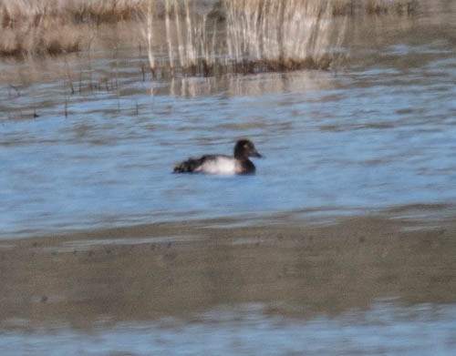 Lesser Scaup - ML31414671