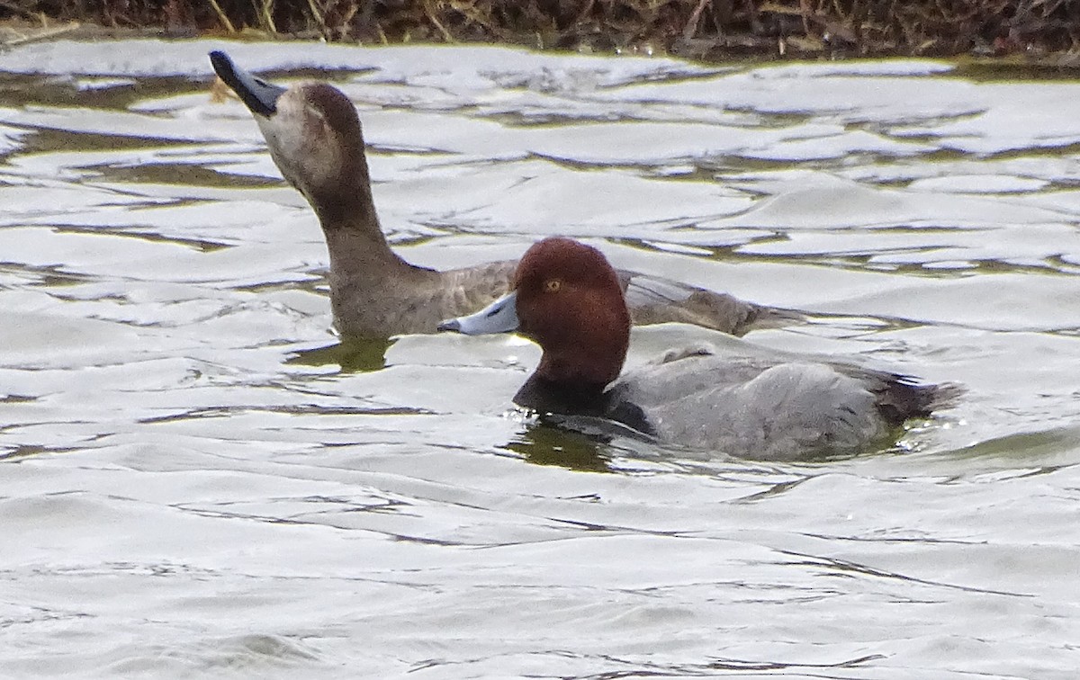 Redhead - Nancy Overholtz