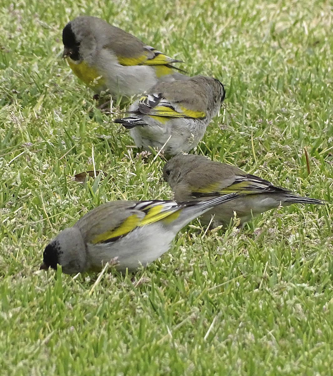 Lawrence's Goldfinch - ML314147381