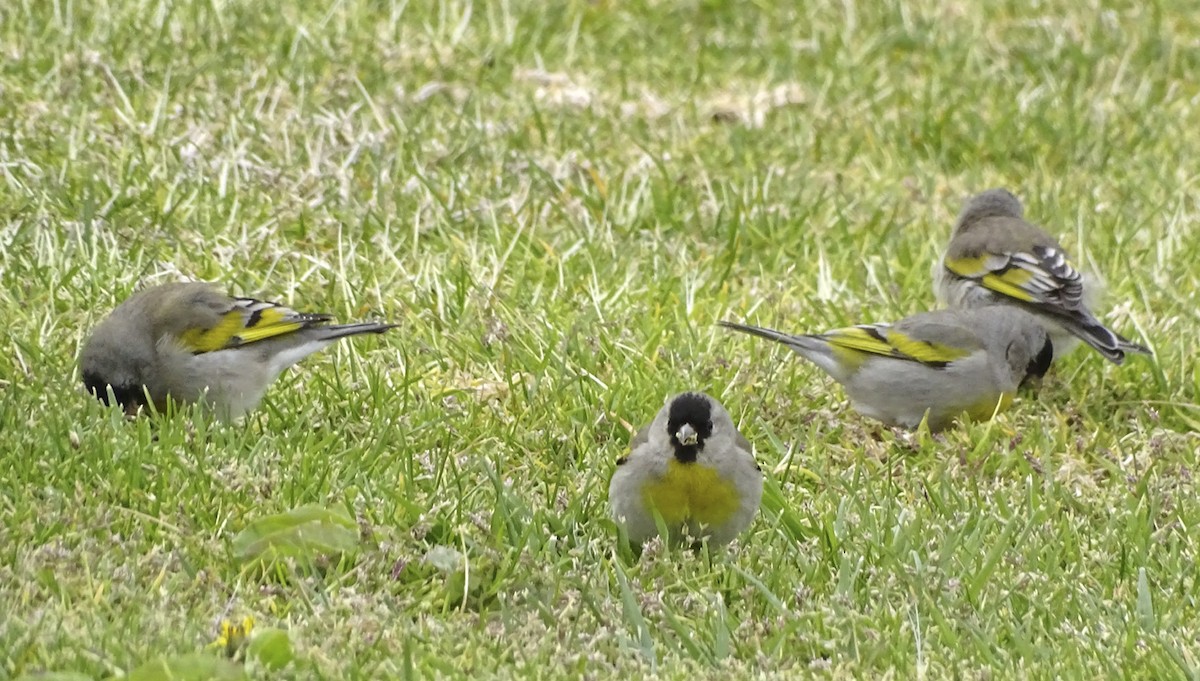 Lawrence's Goldfinch - ML314147391