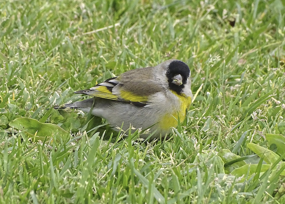 Lawrence's Goldfinch - ML314147401
