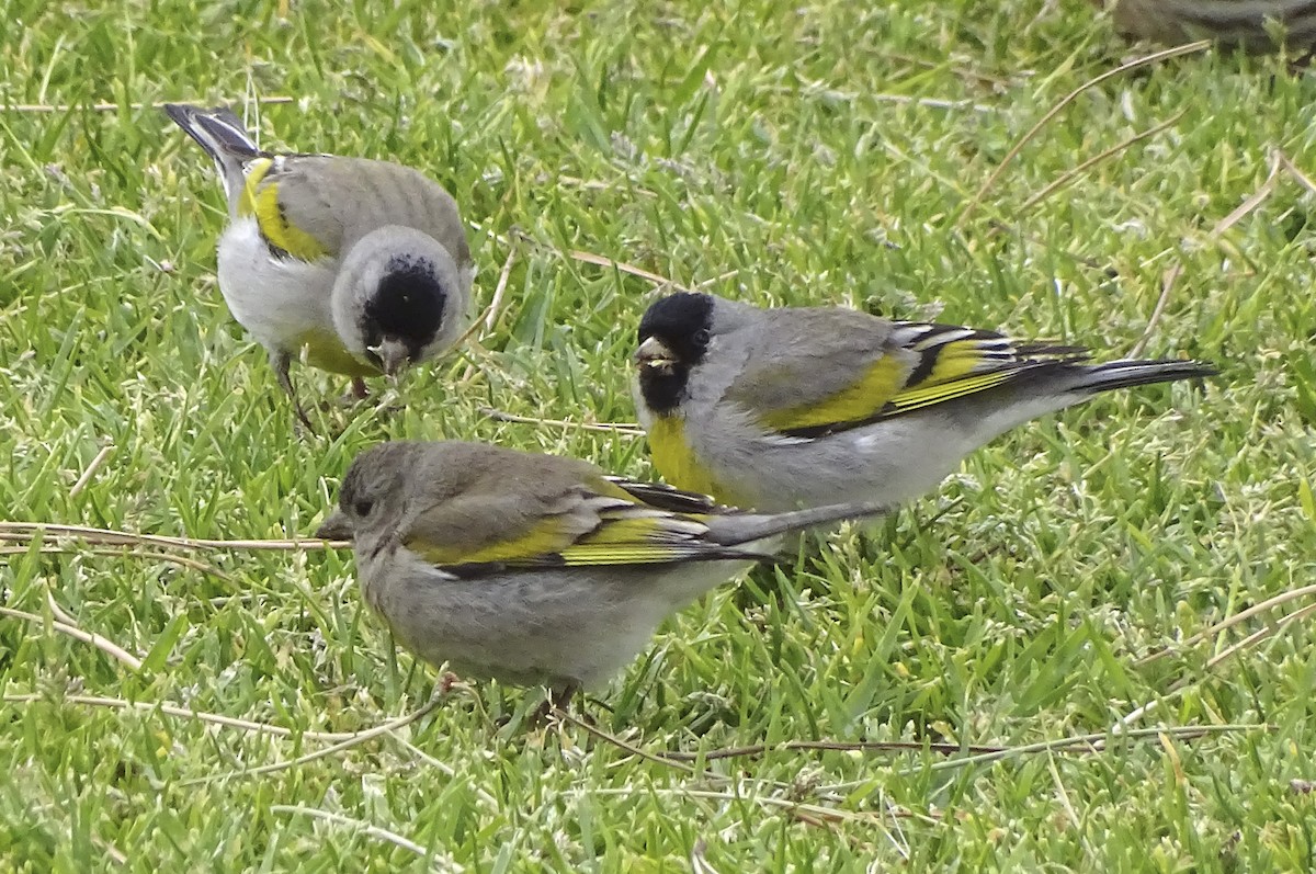 Lawrence's Goldfinch - ML314147411