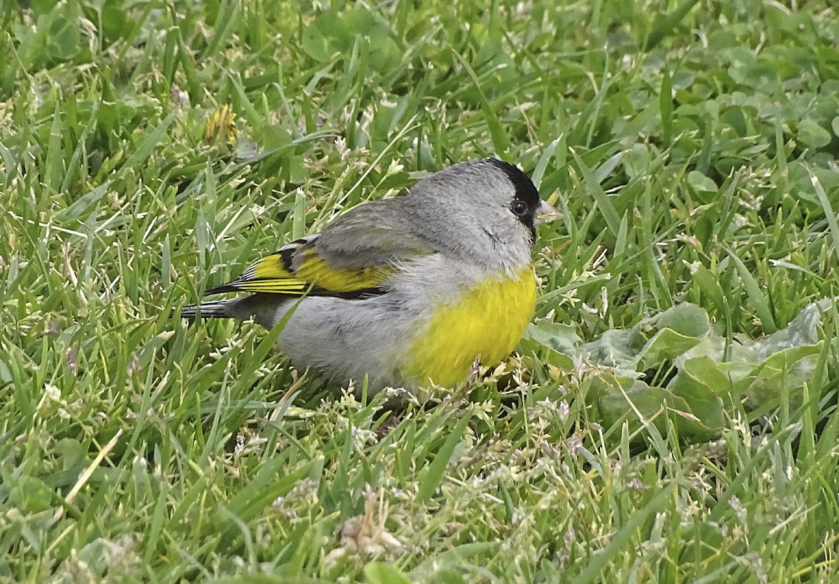 Lawrence's Goldfinch - ML314147421