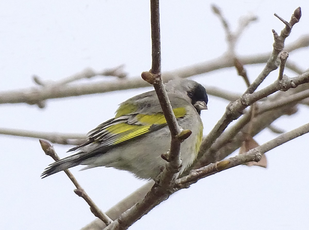 Lawrence's Goldfinch - ML314147441