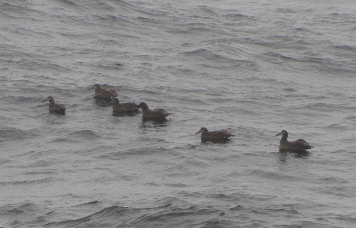 Black-footed Albatross - ML314148051