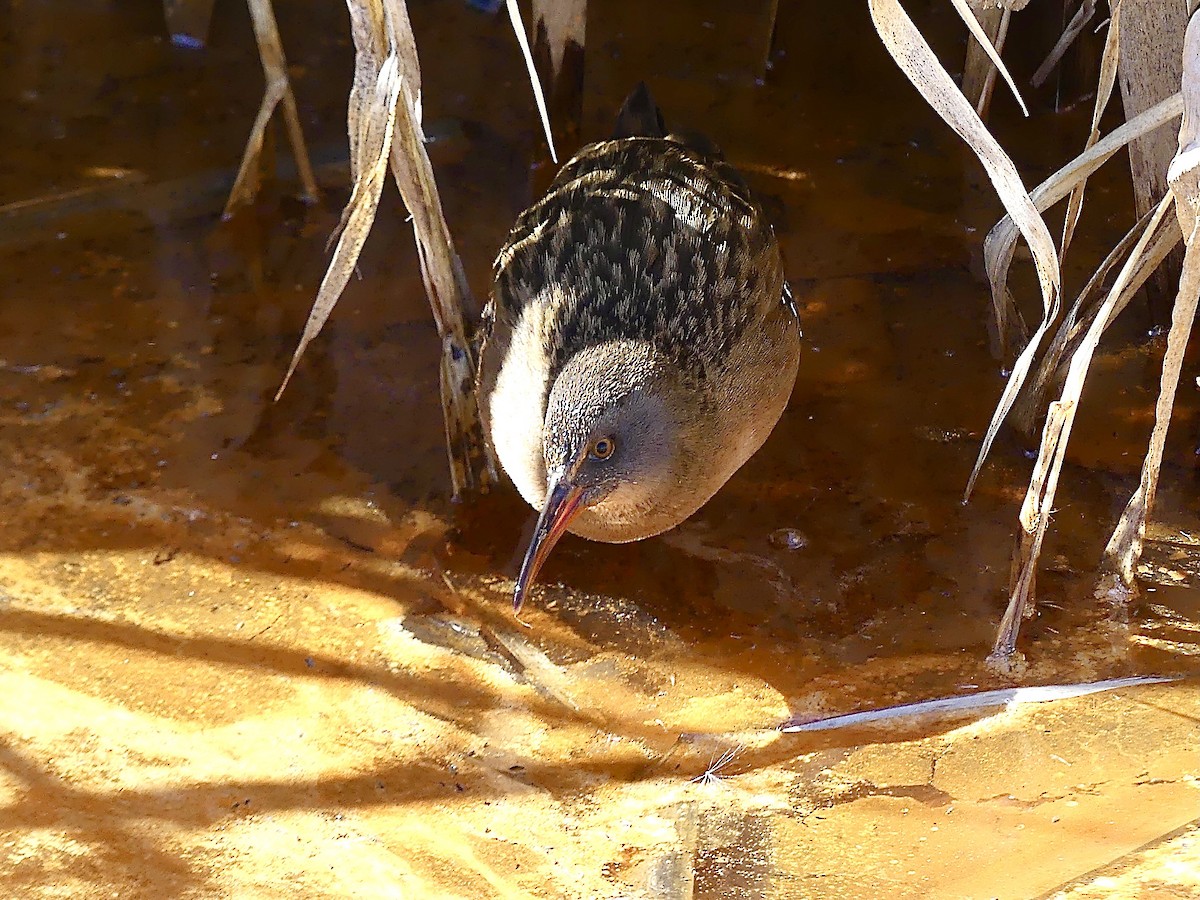 Virginia Rail - ML314149681