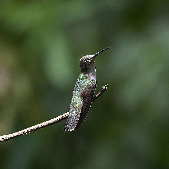 White-bellied Hummingbird - ML314149891