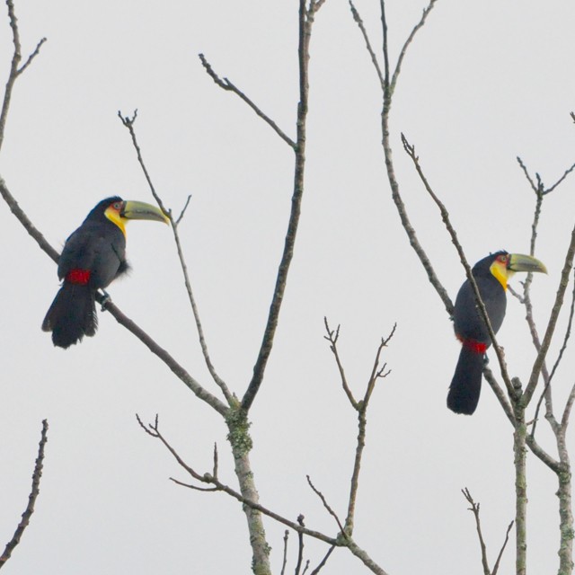 Red-breasted Toucan - ML314151281