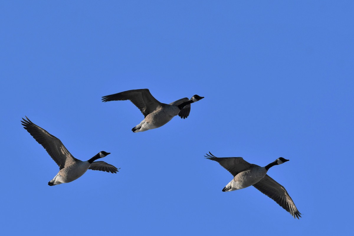 Canada Goose - Paul Nale