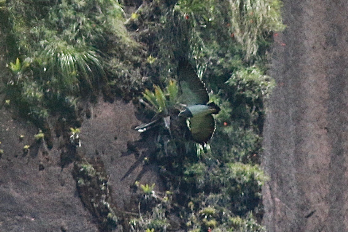 Black-chested Buzzard-Eagle - ML314152431