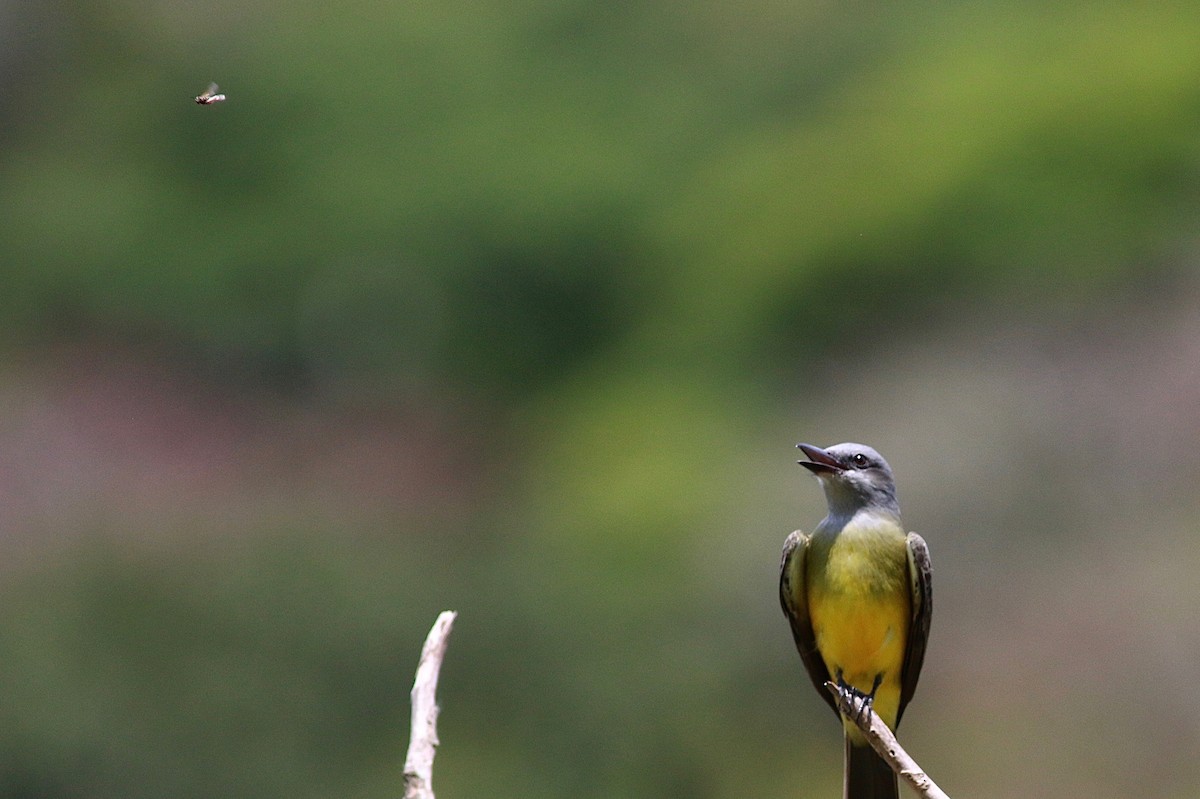 Tropical Kingbird - ML314152521