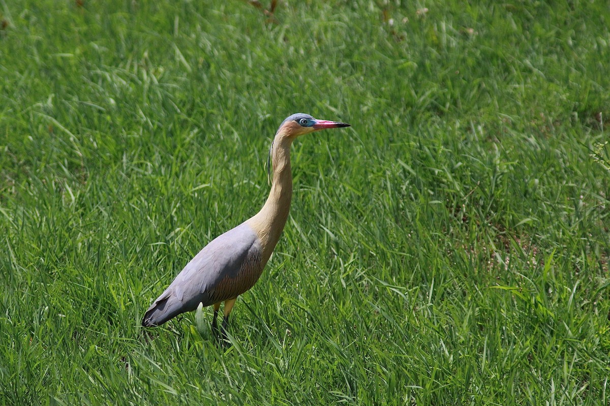 Whistling Heron - Carlos  Pedro