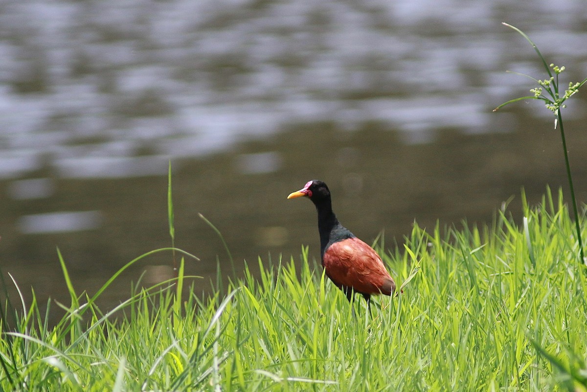 Wattled Jacana - ML314152721