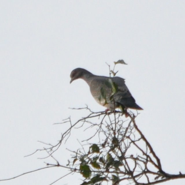 Picazuro Pigeon - ML314152801