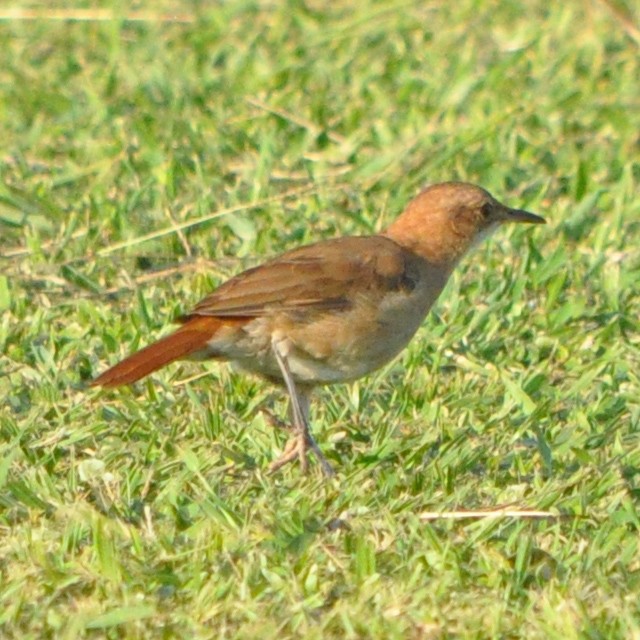 Rufous Hornero - ML314153971