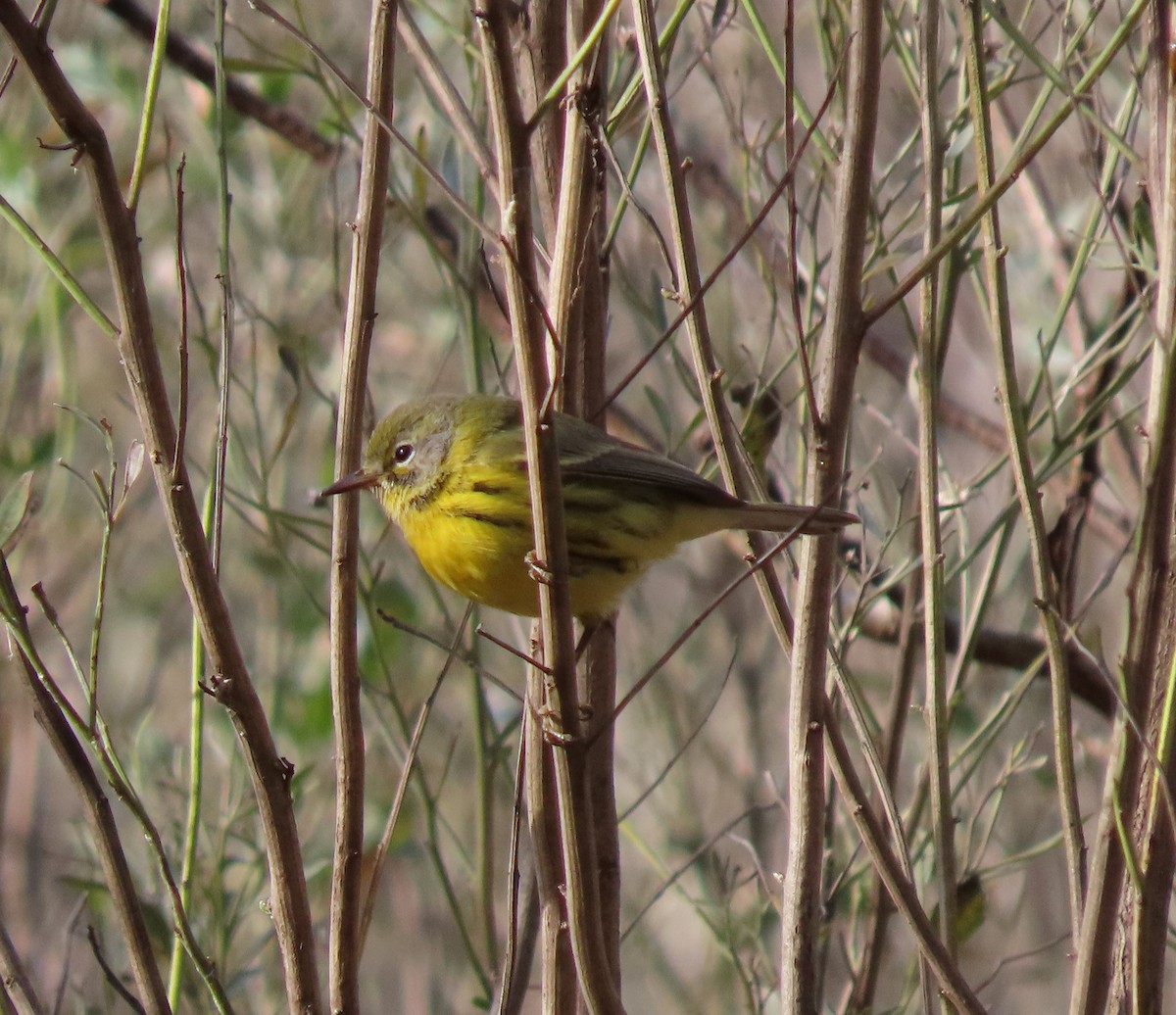 Prairie Warbler - ML314154191