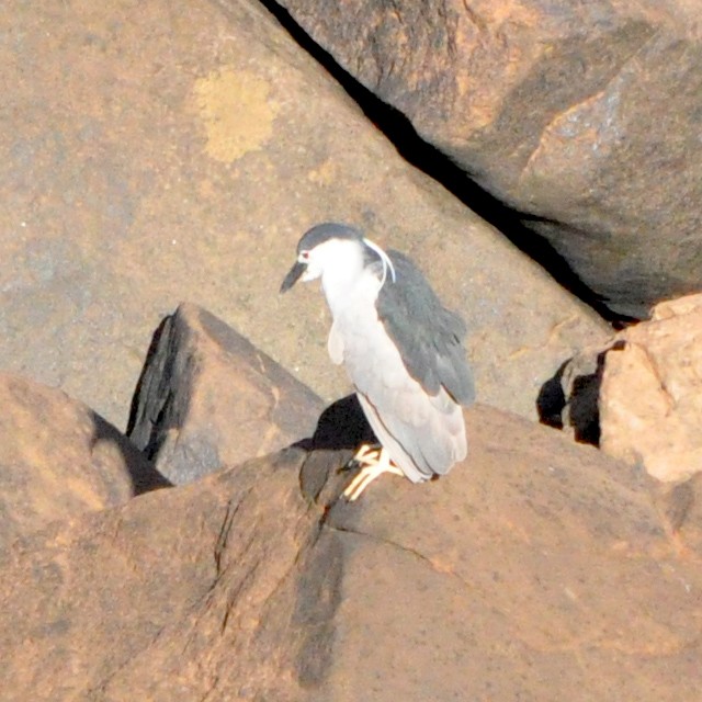 Black-crowned Night Heron - ML314155141