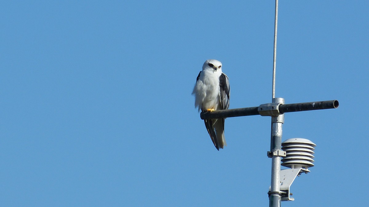 White-tailed Kite - ML314155291