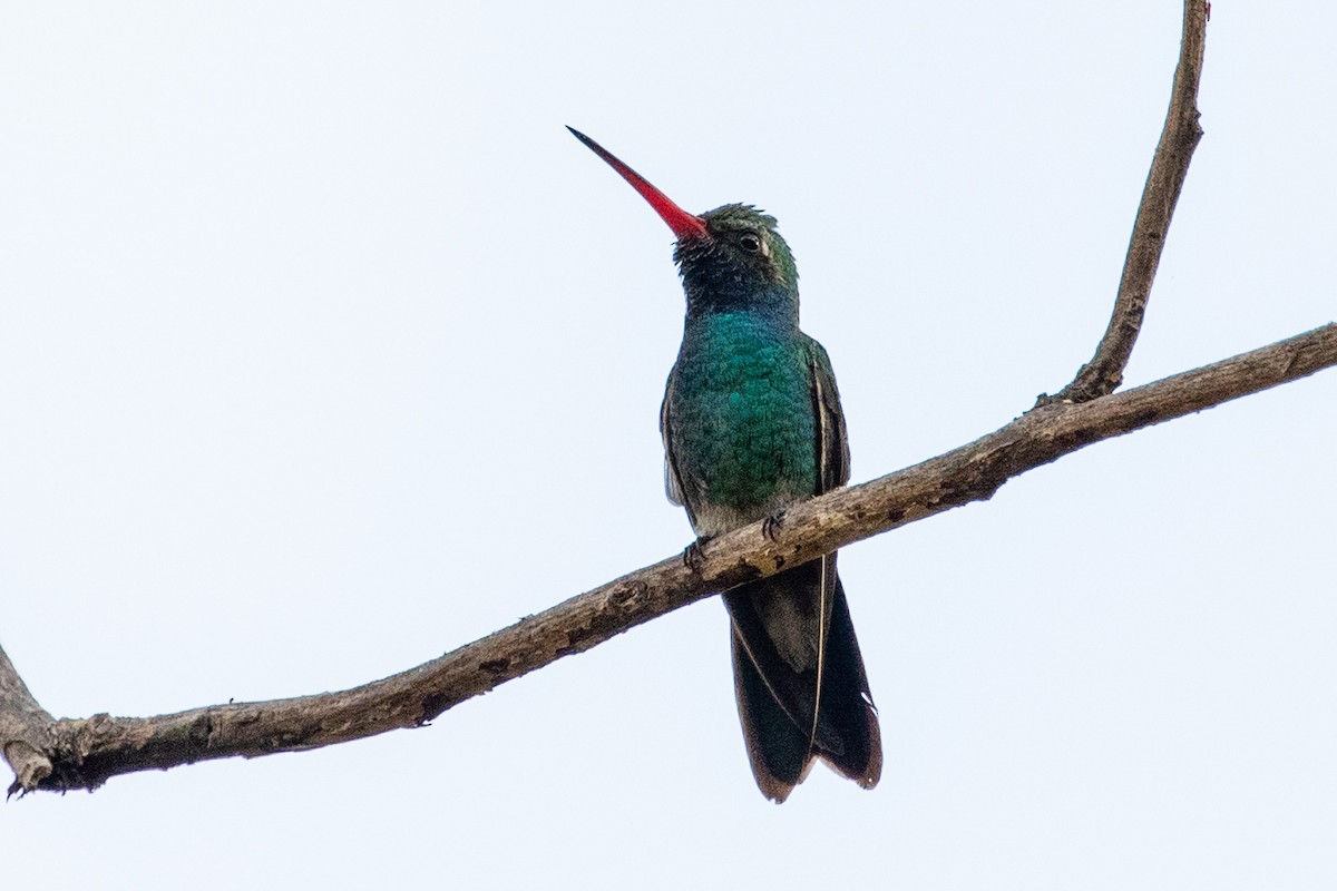 Colibrí Piquiancho Común - ML314156041