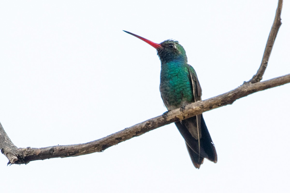 Colibrí Piquiancho Común - ML314156641